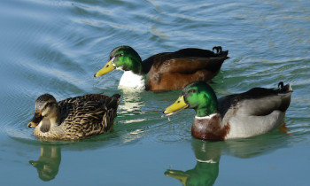 Sans titre - 2_animauxville